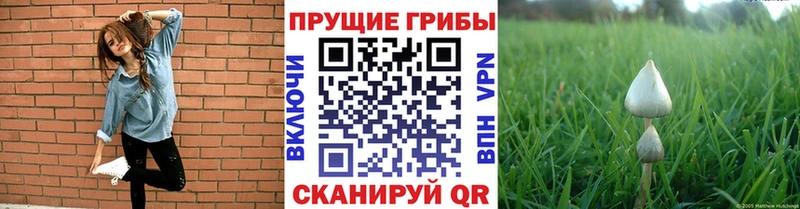 Галлюциногенные грибы Psilocybe  Починок 